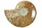 5.2" Polished Ammonite Fossil - Madagascar - #199196-1